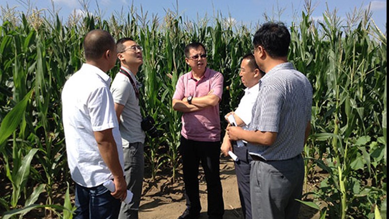 pp电子游戏平台节水集团吉林玉米地埋式滴灌试验效果显著